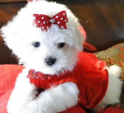 Sweet and Little Maltese puppies