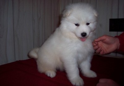 Lovely Samoyed puppies for re-homing