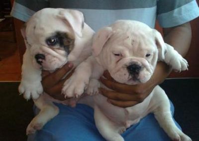 White cute English bull dog puppies for a caring home