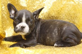 Affectionate male and female French bulldog puppies.