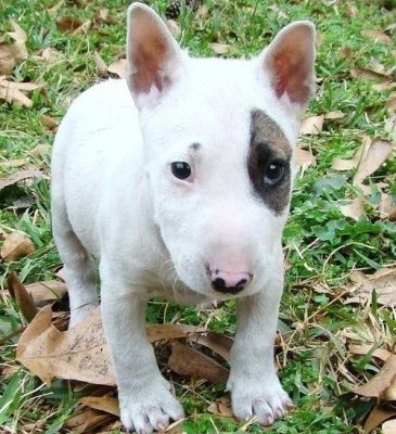 2TWO Cute Bull Terrier Puppies