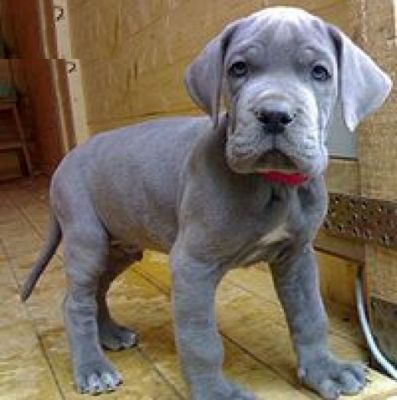 Quality Trained Great Dane Puppies For New Homes.