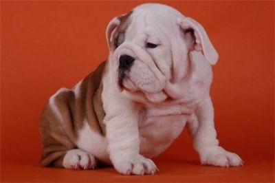 ENGLISH BULLDOG FOR ADOPTION