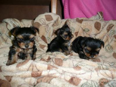 Healthy Tiny Teacup Yorkie Puppies For Free Adoption
