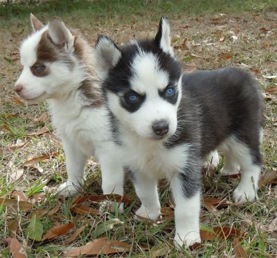 wonderful Siberian husky puppies for sale