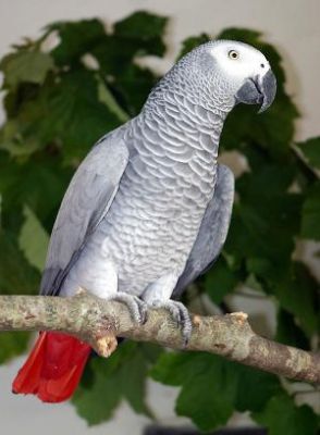 great african grey parrots for sale