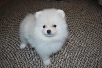 lovely male and female Pomeranian puppies for adoption.