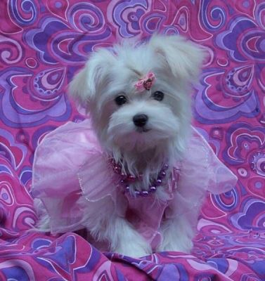 Maltese puppies for sale for a care home..