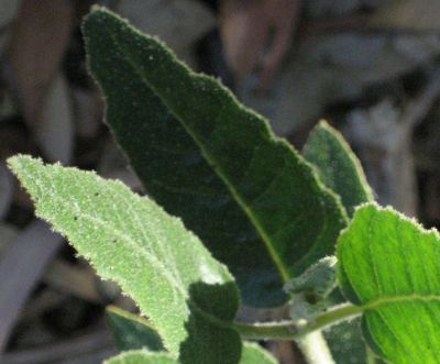 Continental Cleaners Ph 0420 270 260 Expert End of Lease Carpet Cleaning