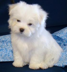 Cute Maltese Puppies Coming For Kids