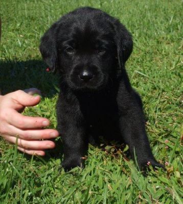 KC registered Labrador puppies for adoption. 