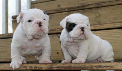AKC White English Bulldog Puppies Available Champion Lines