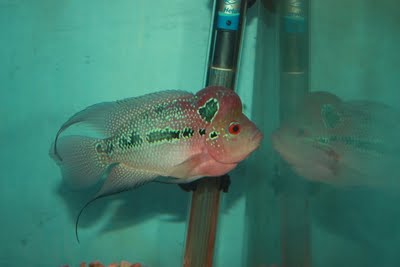 arowana fishes and flower-horn available