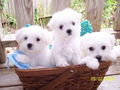 Excellent Maltese puppies ready for a new home