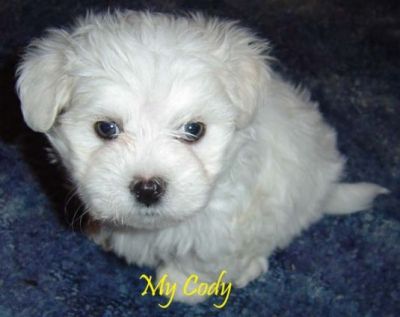 cute and adorable maltese puppies