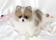 male and female pomernian puppies