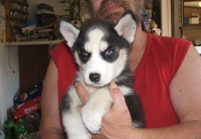 cute and lovely siberian husky puppies for good home