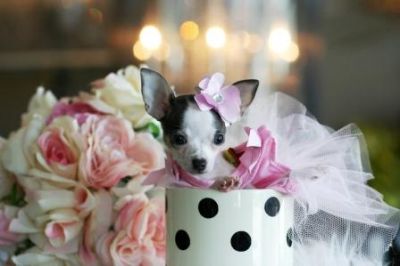 Lovely Chihuahua Puppies for new homes