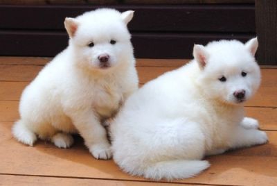 Nice Looking Alaskan Malamute Puppies Ready For Your Homes