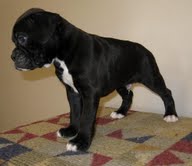 Gorgeous boxer Puppies For  good home