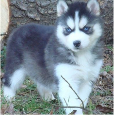 huskypuppie for sale