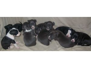 American Staffordshire Bull Terrier puppies