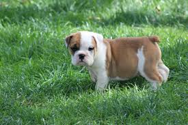 English bulldog puppies for sale 