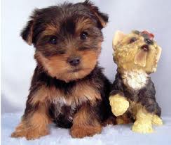 Beautiful Tea Cup Yorkie Puppy Available