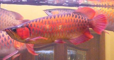 Top Quality Super Red Arowana and many others fishes for sale at a good price