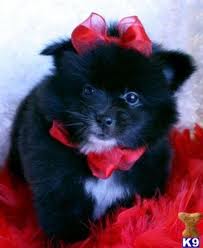 Cute and Beautiful Male and Female Pomeranian pups!!!!