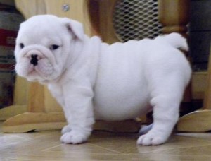 LOVELY AND ADORABLE ENGLISH BULLDOG PUPPIES READY FOR ADOPTION