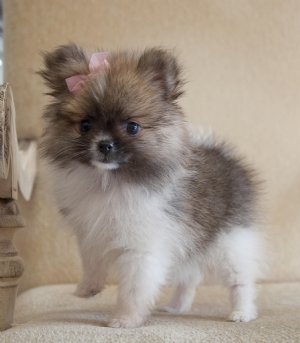 Tiny Pomeranian PrincessStunning, Stunning,Stunning!!!