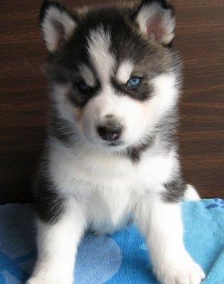 siberian huskies on sale