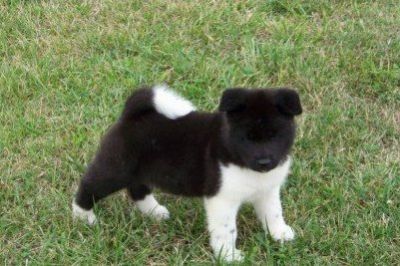 Our best Liter of Akita puppies for sales