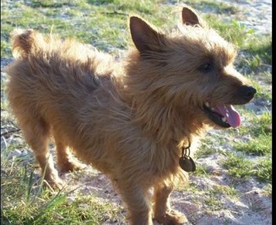 Lost & Found Pets: Dogs Cats Birds Rabbits etc