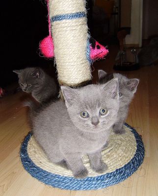 Affectionate Male and Female British shorthair kittens Available