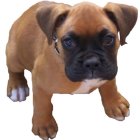 Adorable Supper Boxer-Puppy for sale