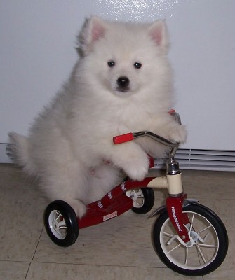 American Eskimo puppies for sale now