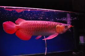 Top quality Grade AAA Asian Arowana fishes for sale