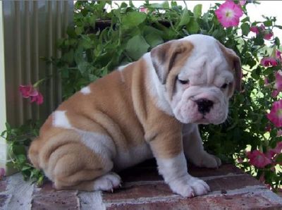 Nice and Healthy Babies English Bulldog Puppies‏