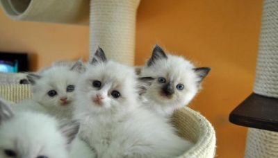 three male and two females Ragdoll kittens 