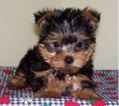 2 yorkie puppies ready for free adoption now.....