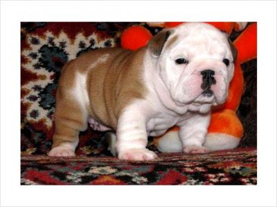  My gorgeous English Bulldog puppies