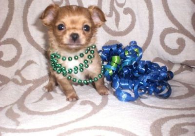 ***Absolutely 100% Top Quality **chihuahua**puppies from Accredited Breeder***