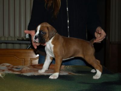Ever-Last $$ Boxer Puppies for sale