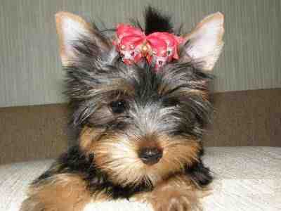 Charming Yorkshire Terrier puppies Available !!