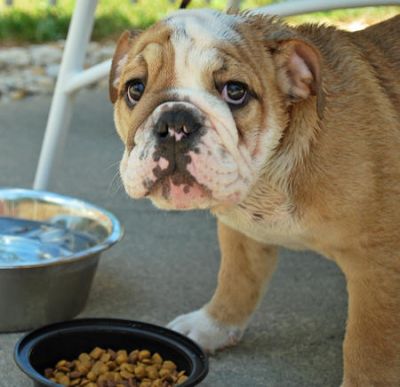 english bulldog puppies for adoption