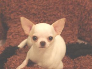 cream white chihuahua puppies for sale
