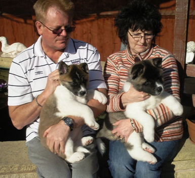 Akita Puppies For adoption