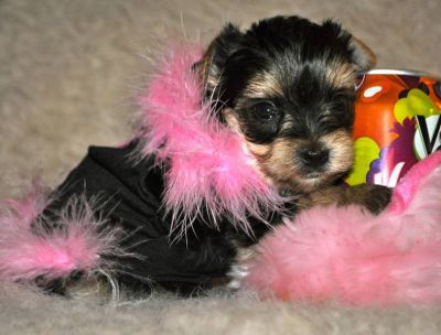 Male and female yorkie puppies
